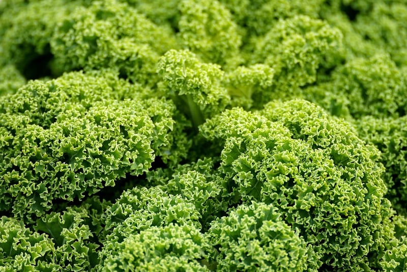 Kale